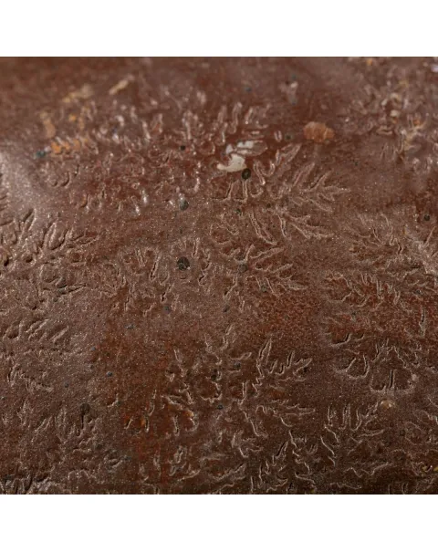 Ammoniti Hildoceras
