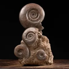 Ammoniti Hildoceras (1)