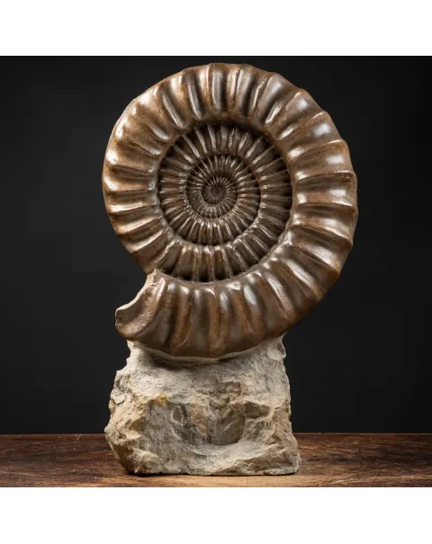 Ammonite Arietites Bucklandi