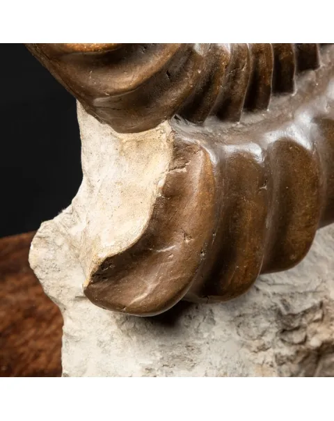 Ammonite Arietites Bucklandi