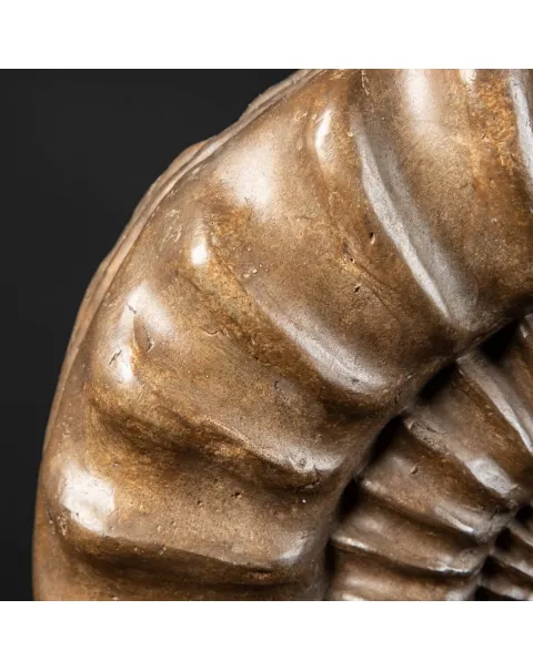 Ammonite Arietites Bucklandi
