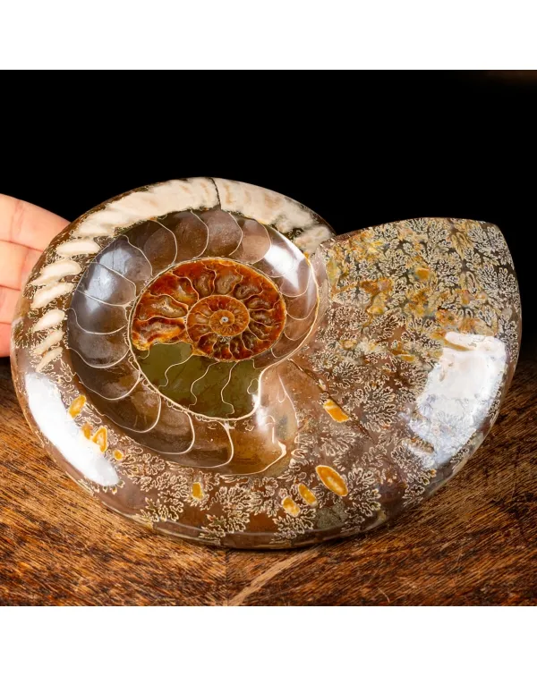 Ammonite Cleoniceras