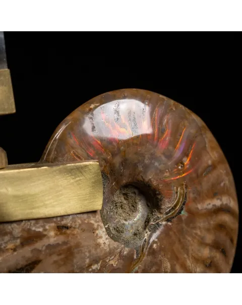 Ammonite Cleoniceras con punta di Quarzo