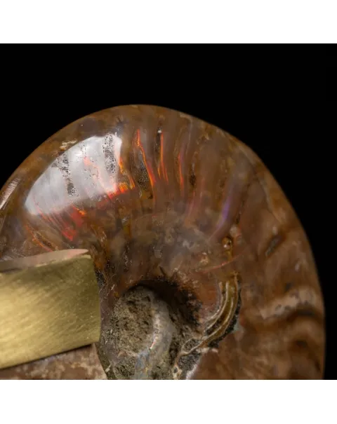 Ammonite Cleoniceras con punta di Quarzo