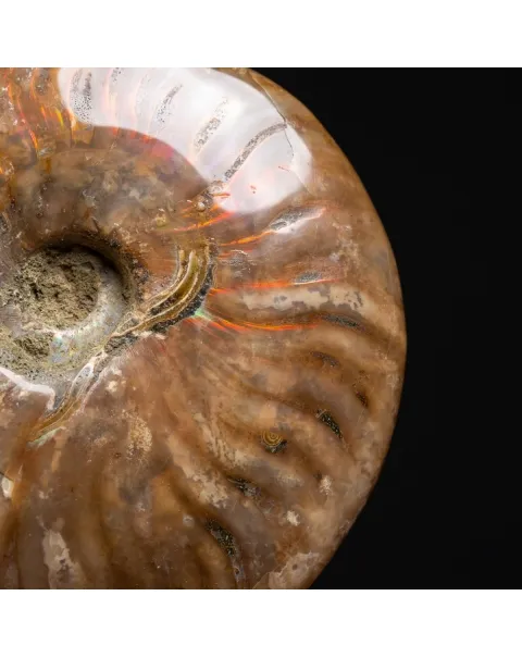 Ammonite Cleoniceras con punta di Quarzo