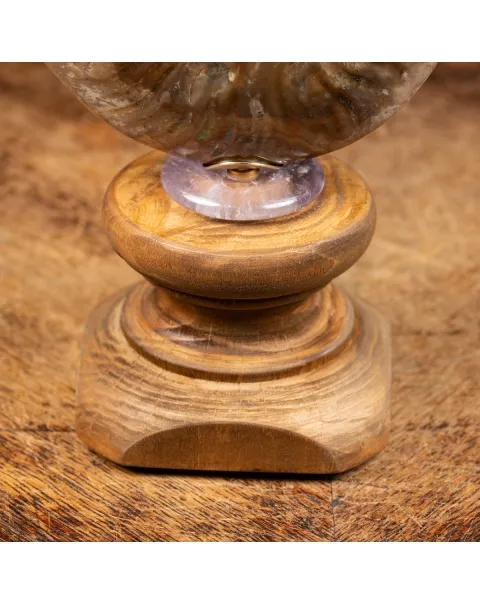 Ammonite Cleoniceras con punta di Quarzo