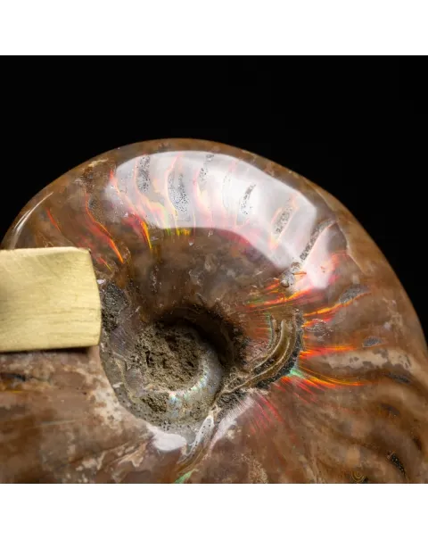 Ammonite Cleoniceras con punta di Quarzo