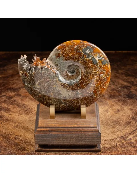 Ammonite Cleoniceras