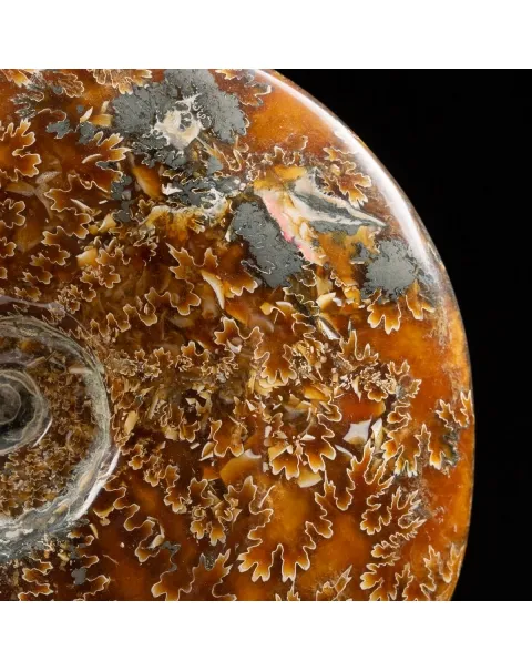 Ammonite Cleoniceras