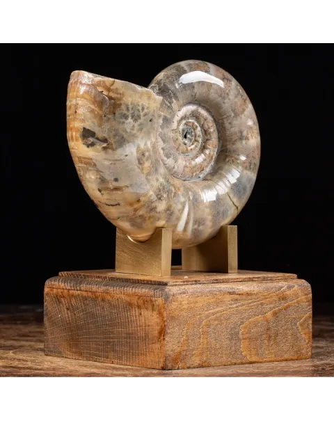 Ammonite Lytoceras