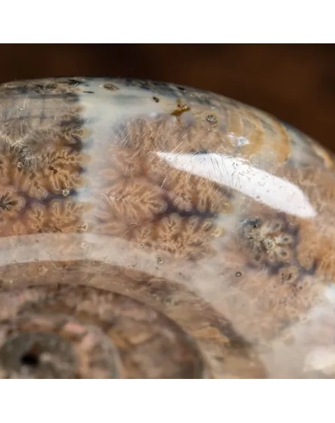 Ammonite Lytoceras