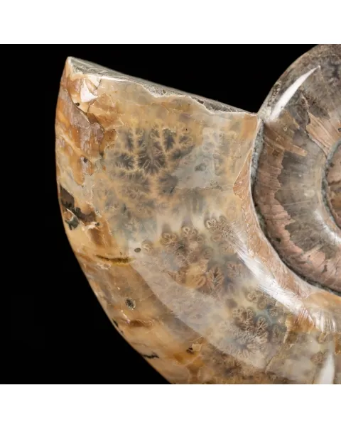 Ammonite Lytoceras