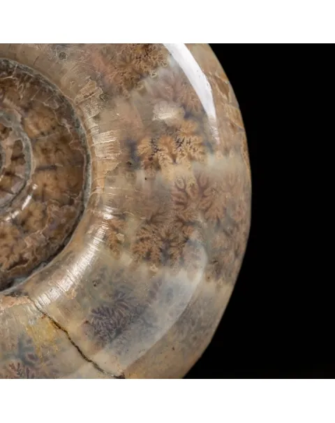 Ammonite Lytoceras