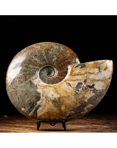 Ammonite Cleoniceras