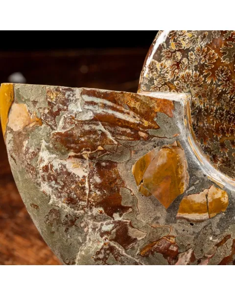 Ammonite Cleoniceras
