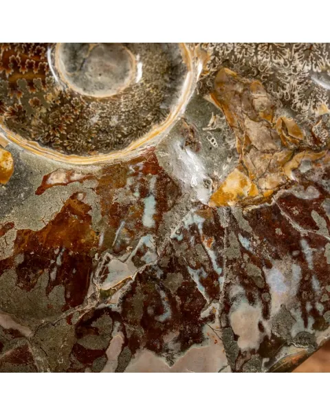 Ammonite Cleoniceras
