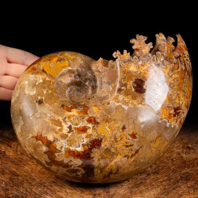 Ammonite Phylloceras