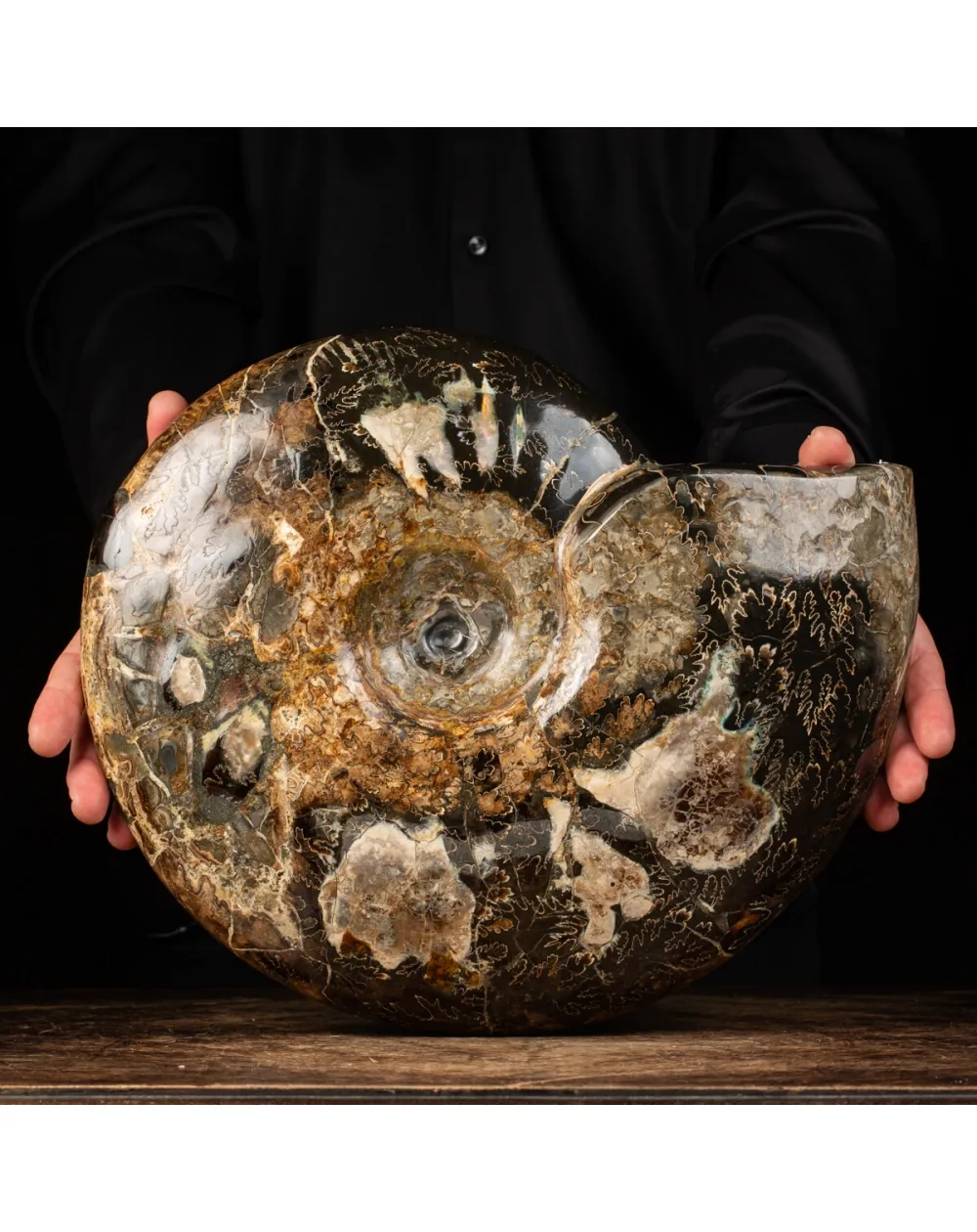 Ammonite Craspedodiscus Discofalcatus