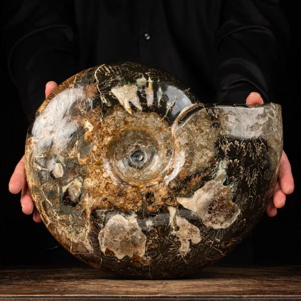 Ammonite Craspedodiscus Discofalcatus