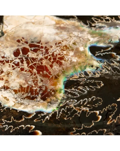 Ammonite Craspedodiscus Discofalcatus