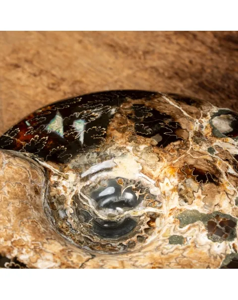Ammonite Craspedodiscus Discofalcatus