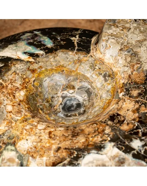 Ammonite Craspedodiscus Discofalcatus