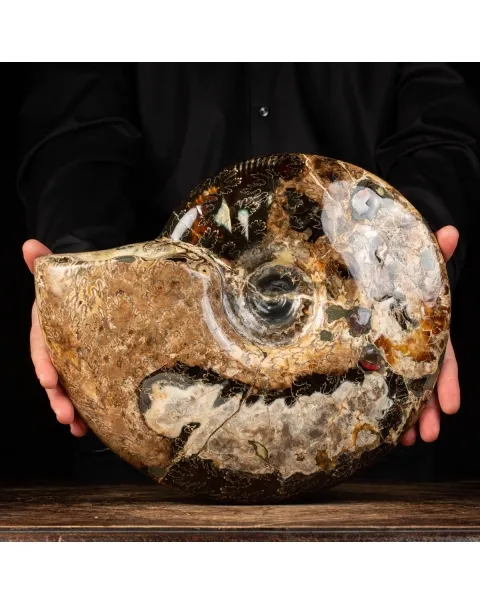 Ammonite Craspedodiscus Discofalcatus