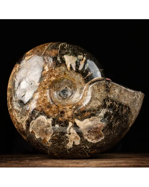 Ammonite Craspedodiscus Discofalcatus