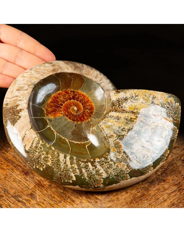 Ammonite Cleoniceras