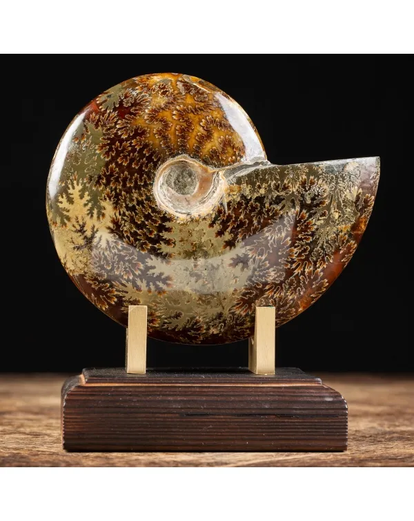 Ammonite Cleoniceras