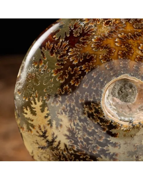 Ammonite Cleoniceras