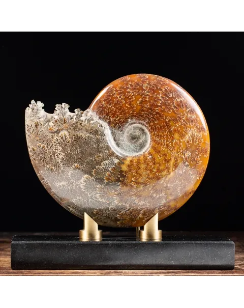 Ammonite Cleoniceras