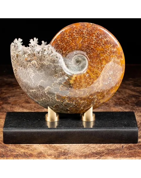 Ammonite Cleoniceras