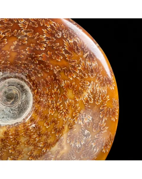 Ammonite Cleoniceras