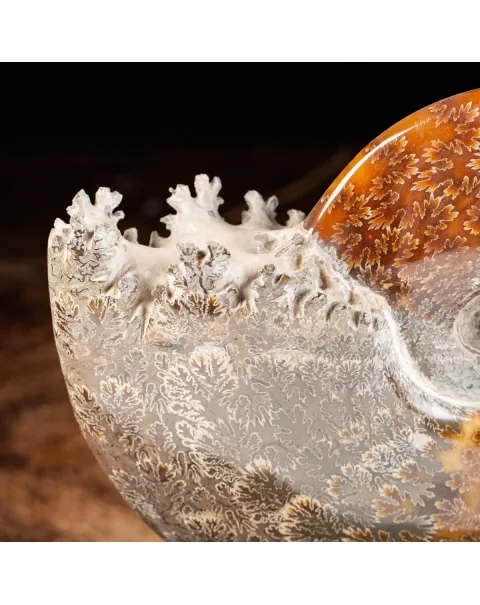 Ammonite Cleoniceras