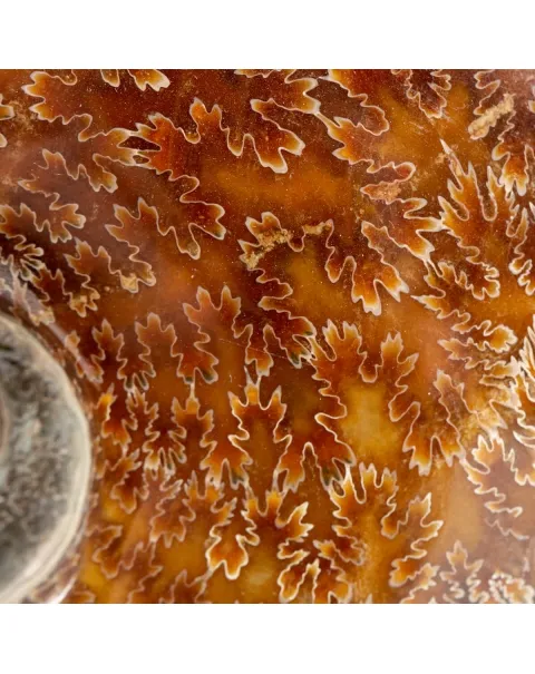 Ammonite Cleoniceras