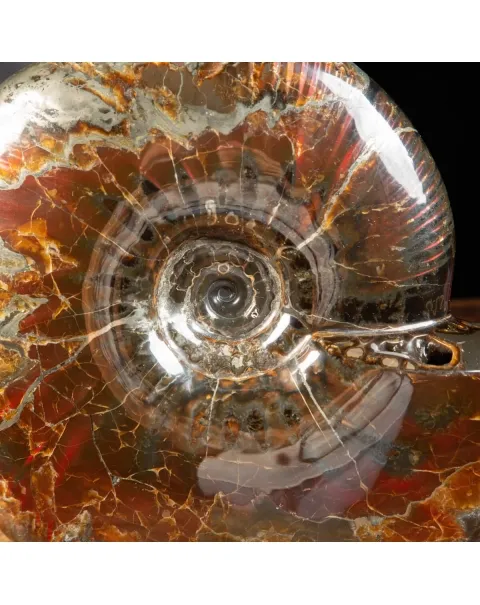 Ammonite Craspedodiscus Discofalcatus