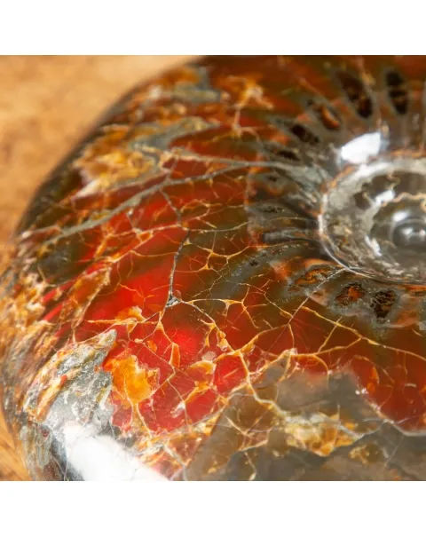 Ammonite Craspedodiscus Discofalcatus