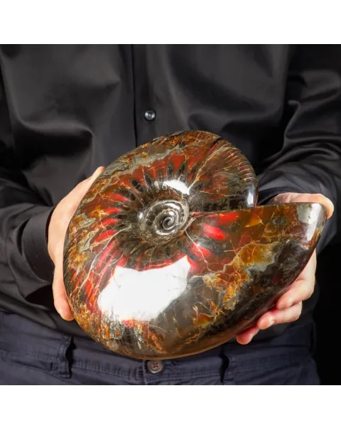 Ammonite Craspedodiscus Discofalcatus