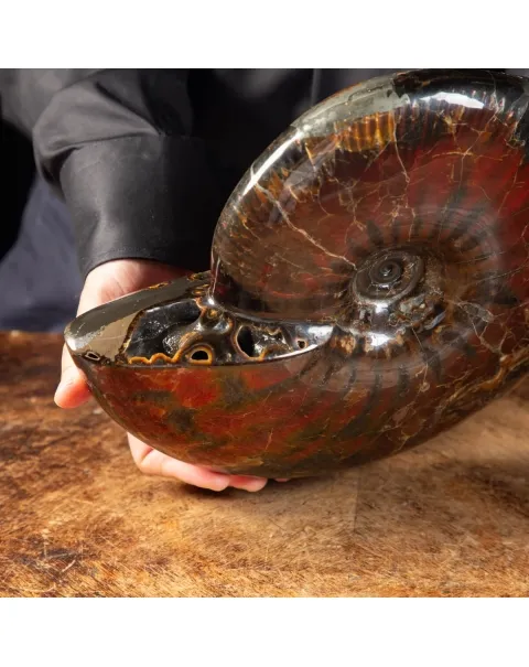 Ammonite Craspedodiscus Discofalcatus