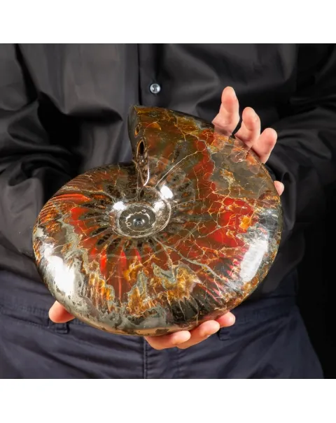Ammonite Craspedodiscus Discofalcatus