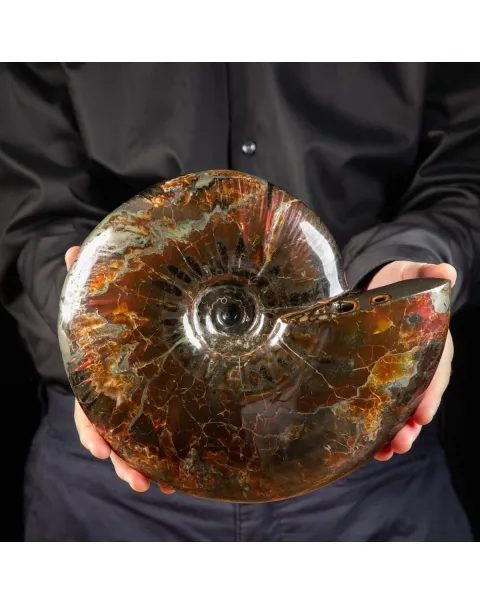 Ammonite Craspedodiscus Discofalcatus