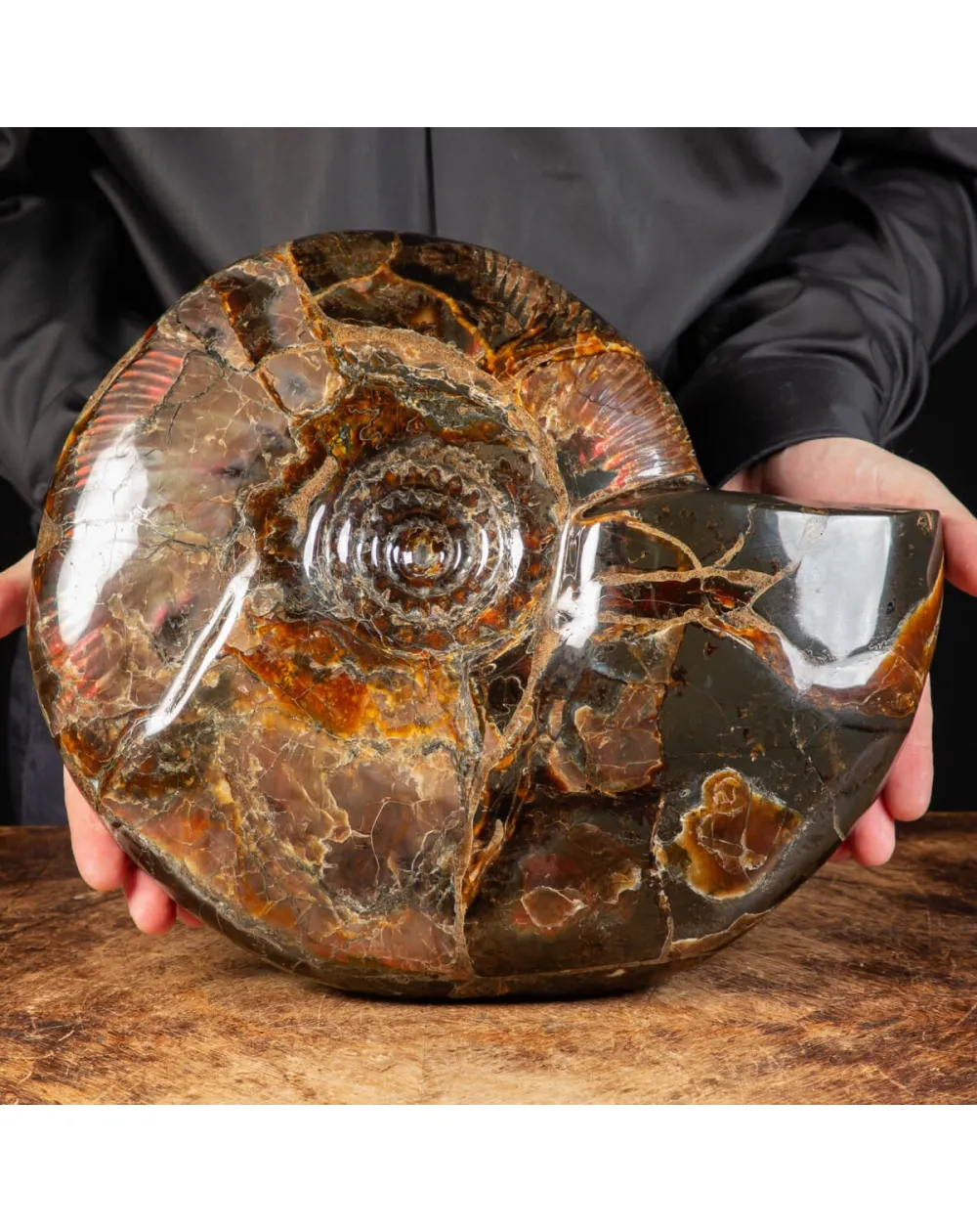 Ammonite Craspedodiscus Discofalcatus