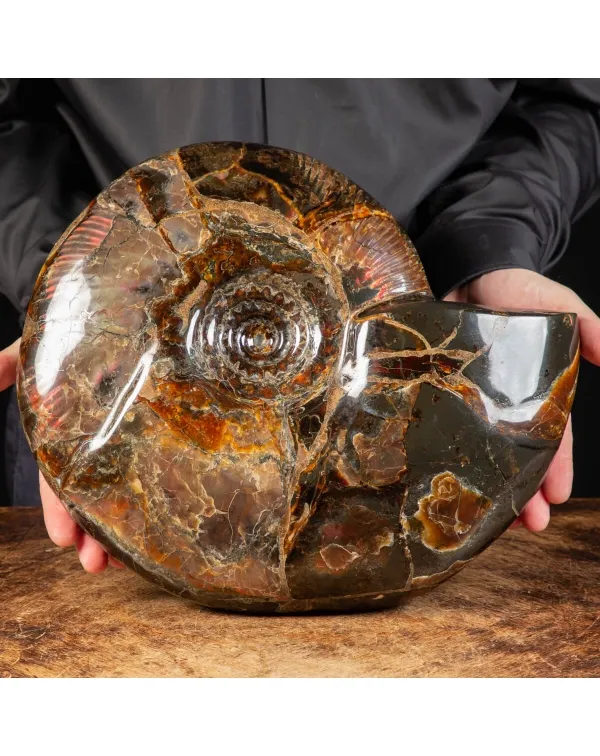 Ammonite Craspedodiscus Discofalcatus