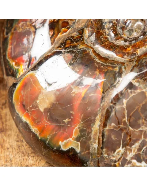 Ammonite Craspedodiscus Discofalcatus