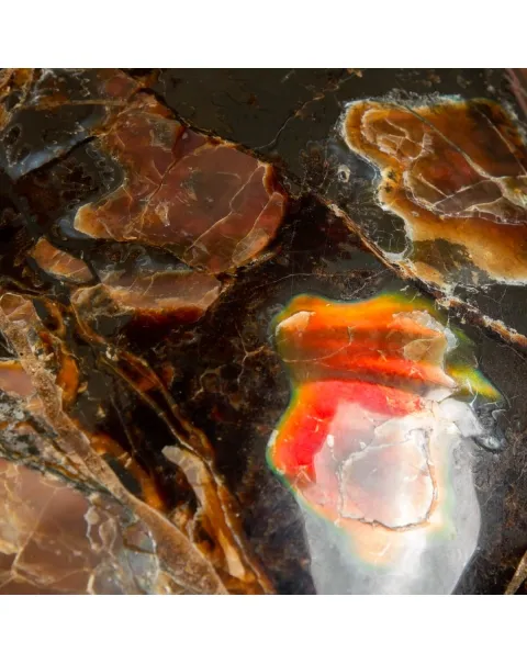 Ammonite Craspedodiscus Discofalcatus