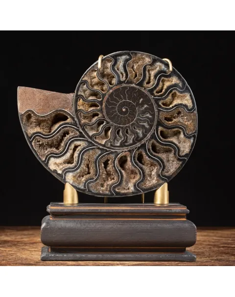 Ammonite Cleoniceras Nera