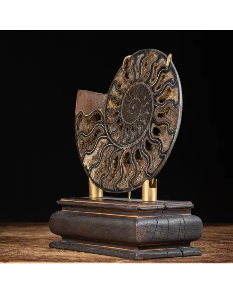 Ammonite Cleoniceras Nera