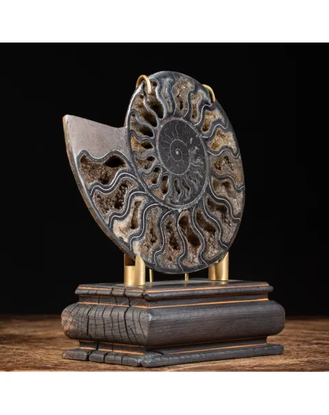 Ammonite Cleoniceras Nera