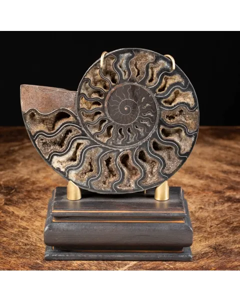 Ammonite Cleoniceras Nera